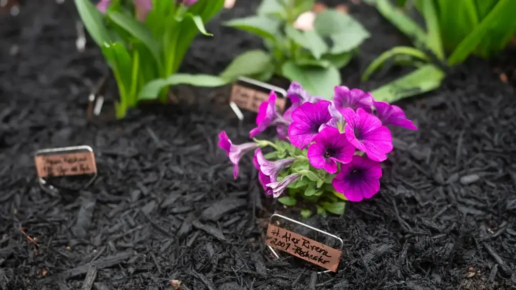 Petunias planted beside a copper memorial marker